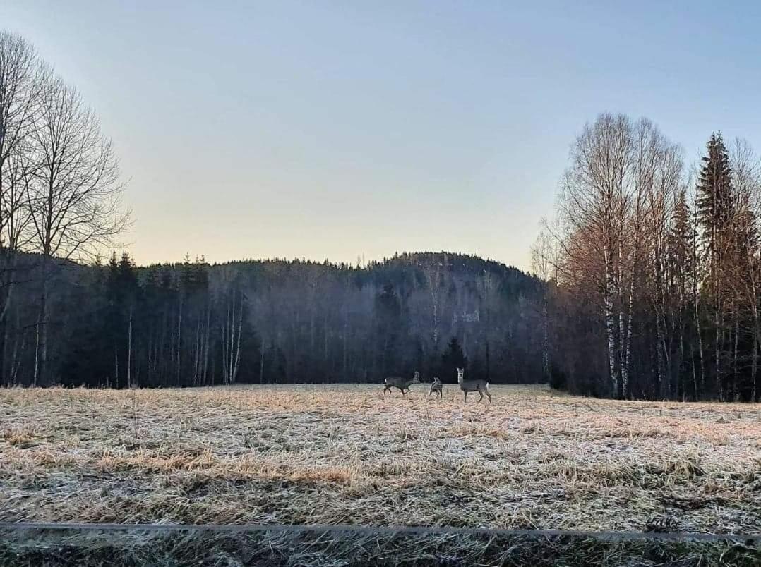 Mysig Timmerstuga Med Braskamin Naera Hovfjaellet Torsby Eksteriør billede